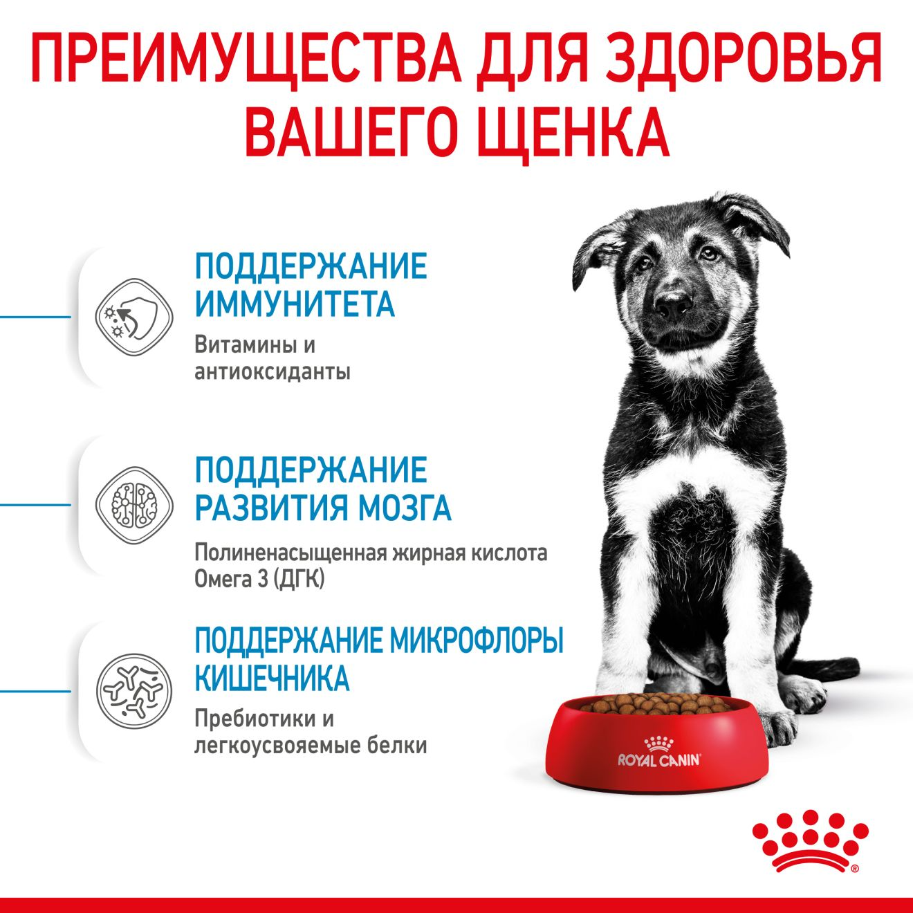 rc-spt-dry-maxipuppy (1)